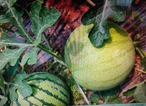 当年的吃瓜,2023年度娱乐圈吃瓜大事件盘点