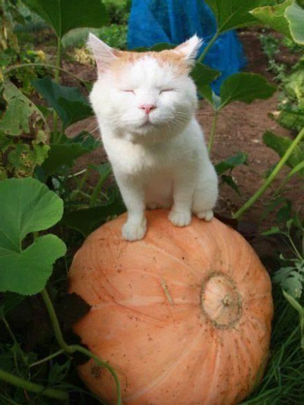 猫狗吃瓜图片,萌态十足，揭秘宠物界的“八卦风云”