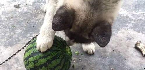 猫狗吃瓜图片,萌态十足，揭秘宠物界的“八卦风云”