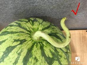 吃瓜探长瓜保甜