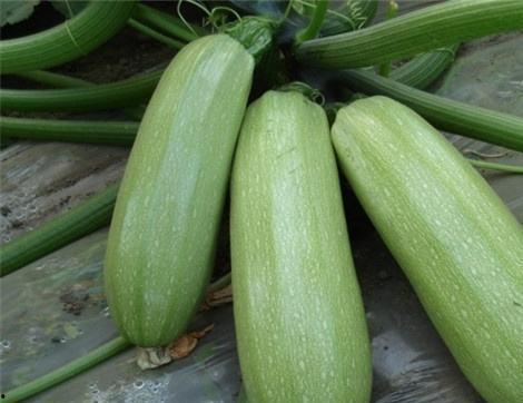 胡瓜吃瓜群众,揭秘娱乐圈幕后风云