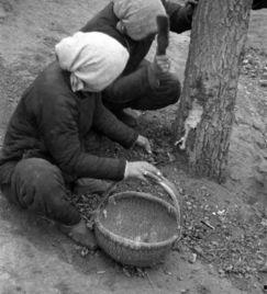 河南喝醉吃瓜,河南夏日里的独特风情