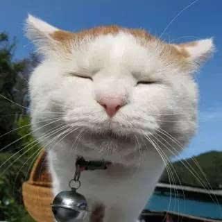 吃瓜瓢的猫,揭秘猫咪的“美食”世界