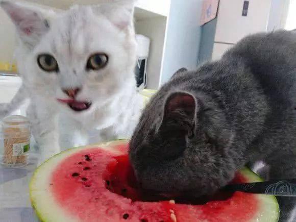 吃瓜瓢的猫,揭秘猫咪的“美食”世界