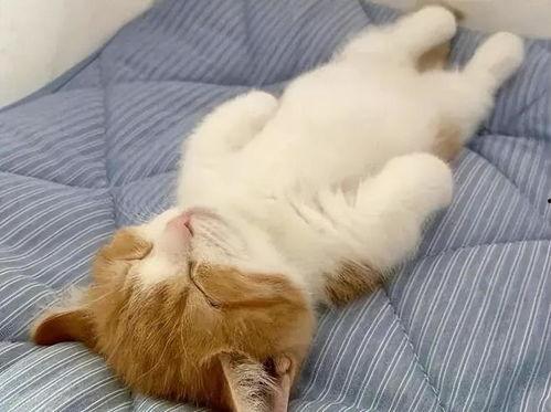 吃瓜吃芥末的猫图片可爱,可爱猫猫萌态十足