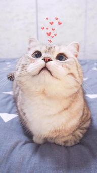 吃瓜吃芥末的猫图片可爱,可爱猫猫萌态十足