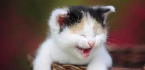 吃瓜吃芥末的猫图片可爱,可爱猫猫萌态十足