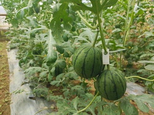 吃瓜网-免费吃瓜官网5.1,免费吃瓜官网带你畅享夏日盛宴！