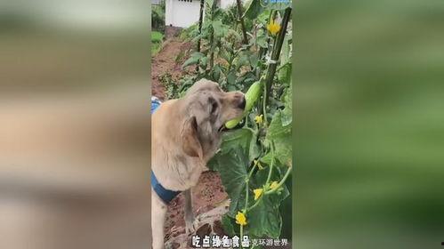 吃瓜的狗狗图片,萌态十足，萌宠日常瞬间捕捉