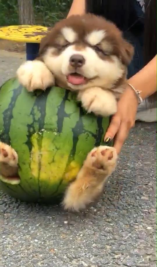 吃瓜的狗狗图片,萌态十足，萌宠日常瞬间捕捉