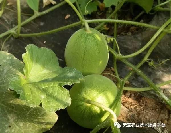 条子瓜怎样吃,解锁美味新体验