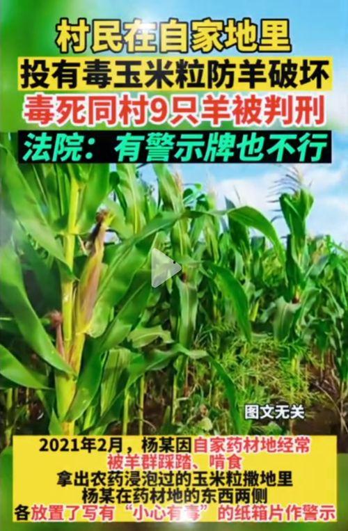 台北娜娜 吃瓜,揭秘娱乐圈的“吃瓜”风云