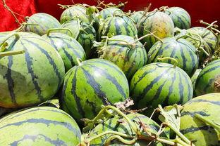 河桥吃瓜,揭秘民间趣事，品味生活百态