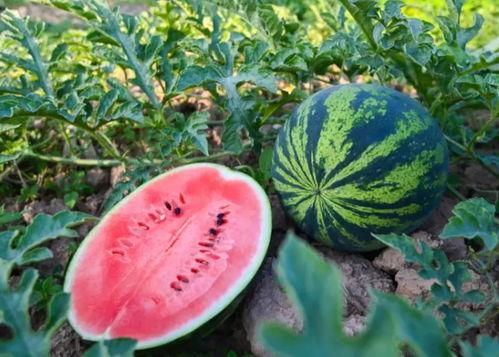 介休吃瓜在哪看,一探究竟的观景指南