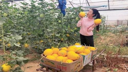 金香玉密瓜怎么吃,金香玉密瓜的多样食法探索