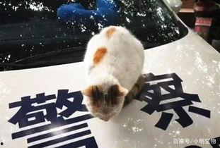 吃瓜群众素材猫,吃瓜群众视角下的猫咪萌态大盘点