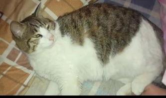 吃瓜群众素材猫,吃瓜群众视角下的猫咪萌态大盘点