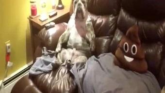 吃瓜侠胭脂,揭秘网络红人的魅力与争议