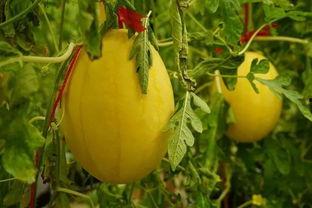 阳谷吃瓜群,揭秘民间热点事件的“舆论风向标”