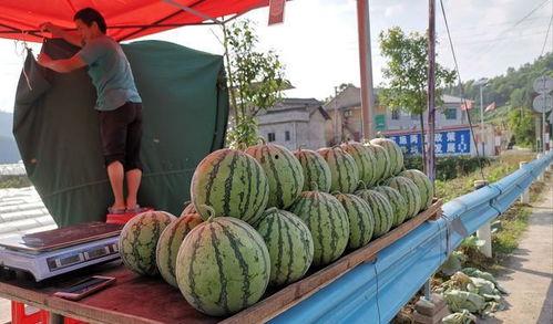 射阳网红吃瓜事件,揭秘网络舆论背后的真相与争议