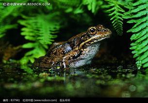 红色绿色青蛙吃瓜,一场别开生面的生态奇观