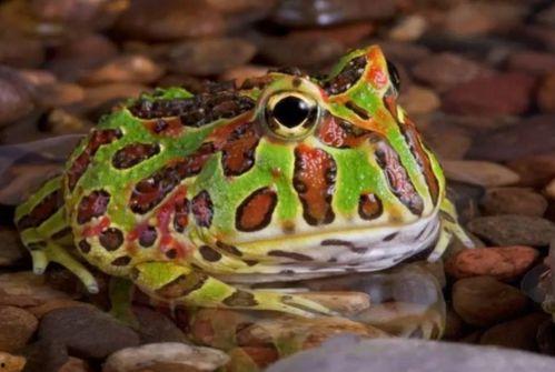 红色绿色青蛙吃瓜,一场别开生面的生态奇观