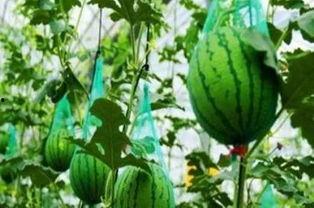 江苏经贸吃瓜会计,吃瓜会计的趣味解读