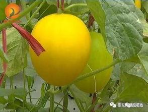 崇左幼儿师范吃瓜,揭秘校园“吃瓜”文化背后的故事