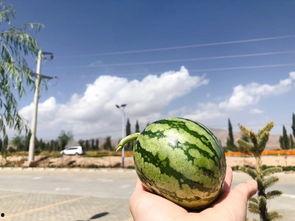 青海的吃瓜,探寻高原特色美食之旅