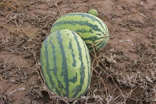 吃瓜群众黄小瓜是谁,吃瓜群众黄小瓜的传奇故事