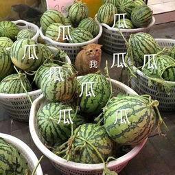 侃娱吃瓜,揭秘娱乐圈那些不为人知的幕后故事