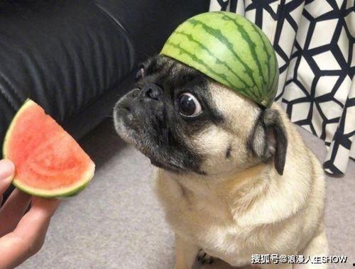 吃瓜心思,吃瓜群众的心思解析