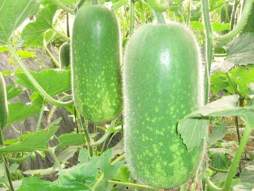 内娱吃瓜718,揭秘718吃瓜大事件背后的真相