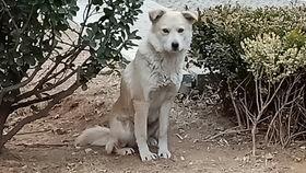 猫可以吃贝贝瓜,揭秘贝贝瓜的诱惑力