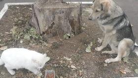 猫可以吃贝贝瓜,揭秘贝贝瓜的诱惑力