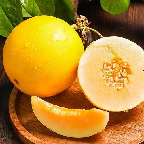 饭后可以吃黄河蜜瓜吗,饭后食用黄河蜜瓜的适宜性探讨