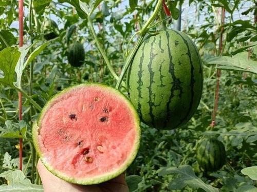 不吃果只吃瓜,探寻只吃瓜不食果的独特饮食习惯