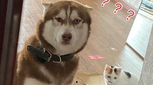 程十二哈士奇吃瓜,吃瓜界的“狂野小生”