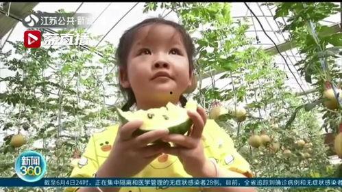 江苏情侣吃瓜,揭秘背后真相与网络舆论风暴