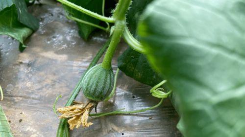 儿时吃瓜的记忆,回味那甜蜜的夏日时光