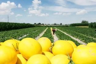 大漠密瓜怎么吃