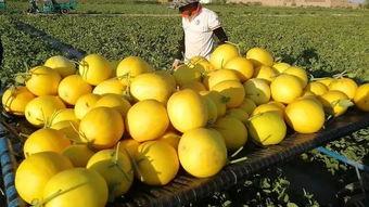 大漠密瓜怎么吃