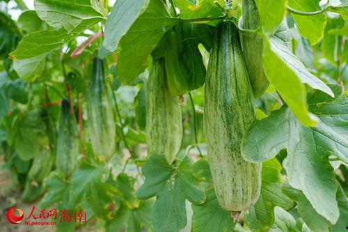 海南昌江吃瓜,瓜果飘香，尽享夏日甜蜜时光