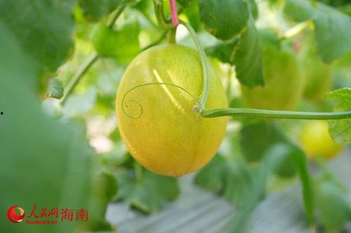 海南昌江吃瓜,瓜果飘香，尽享夏日甜蜜时光