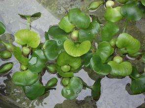 水葫芦瓜怎么吃,探索绿色蔬菜的新吃法