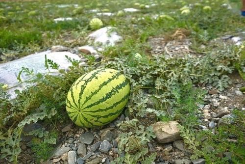 水葫芦瓜怎么吃,探索绿色蔬菜的新吃法